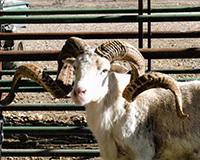 Texas Dall Sheep Photos