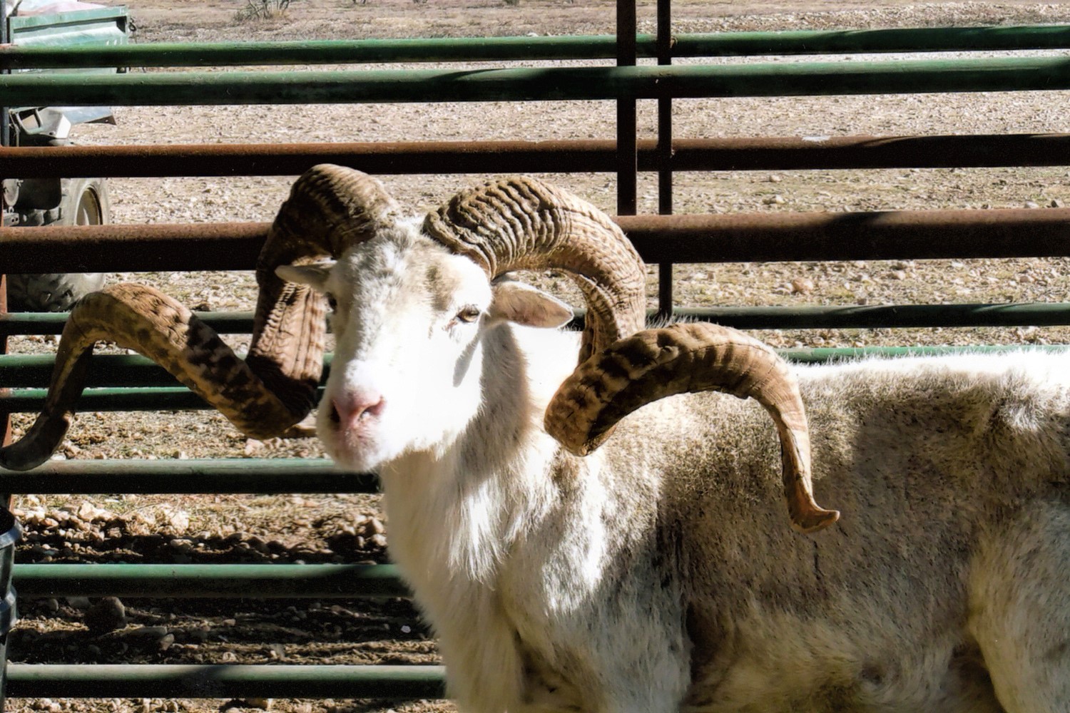 Exotic Trophy Sheep - Bar H Herndon Ranch
